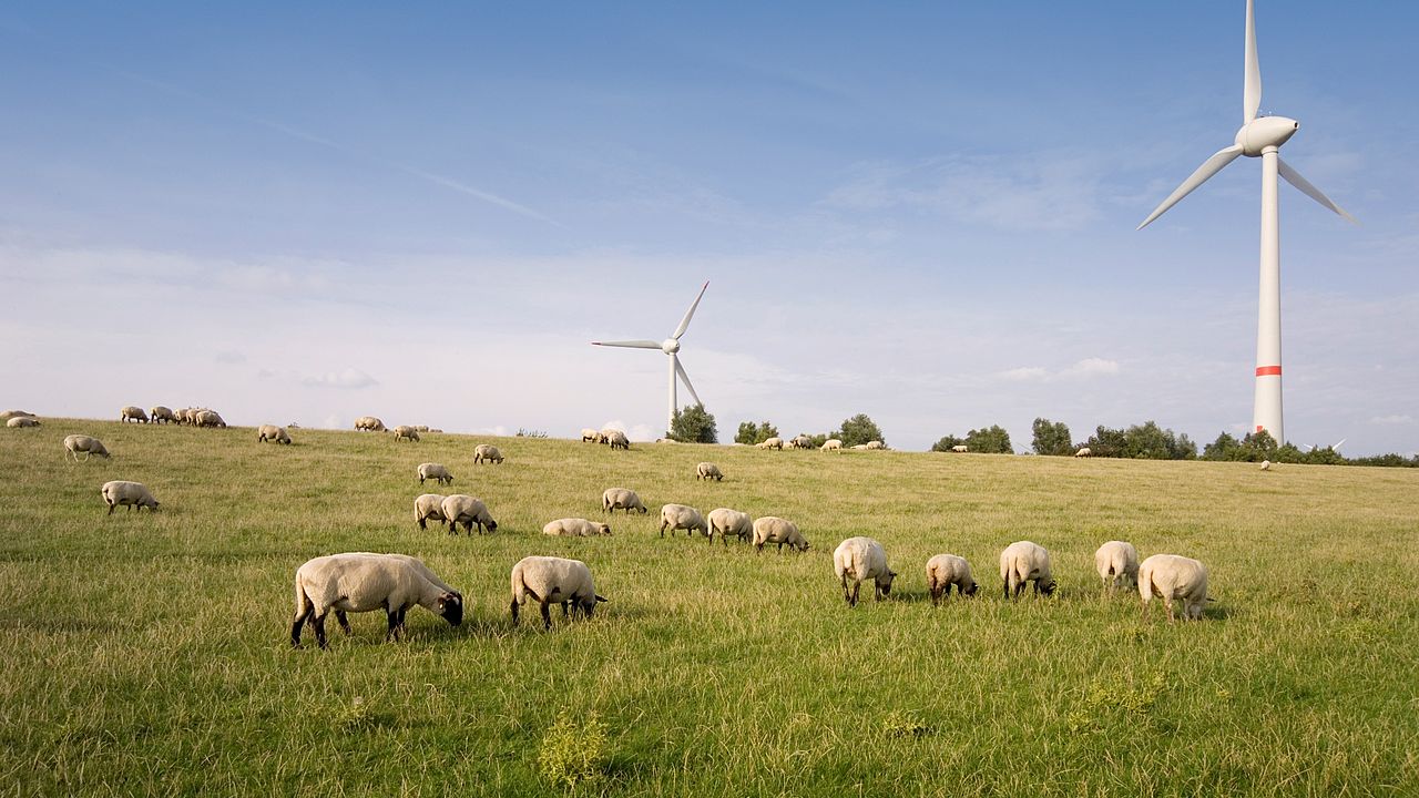Schafe grasen auf einem grünen Feld unter blauem Himmel. Im Hintergrund Windräder.
